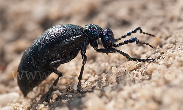 Violetter Ölkäfer (Meloe violaceus)