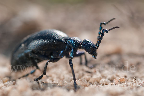 Violetter Ölkäfer (Meloe violaceus)