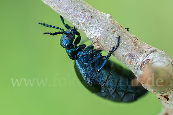 Violetter Ölkäfer (Meloe violaceus)