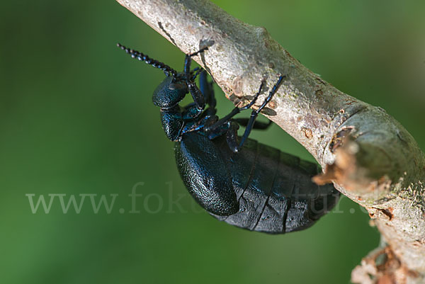 Violetter Ölkäfer (Meloe violaceus)