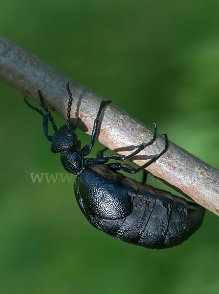 Violetter Ölkäfer (Meloe violaceus)