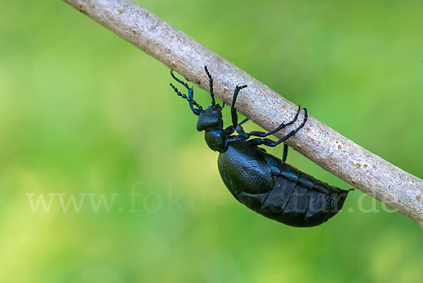 Violetter Ölkäfer (Meloe violaceus)