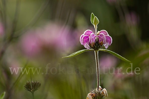 Violetter Brandsalbei (Phlomis purpurea)