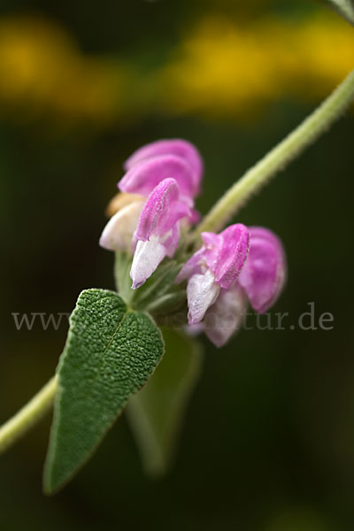 Violetter Brandsalbei (Phlomis purpurea)