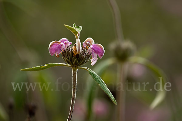 Violetter Brandsalbei (Phlomis purpurea)