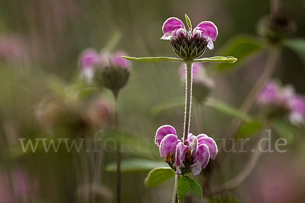 Violetter Brandsalbei (Phlomis purpurea)