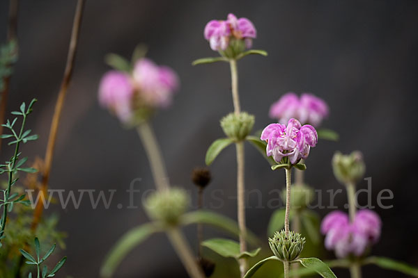 Violetter Brandsalbei (Phlomis purpurea)