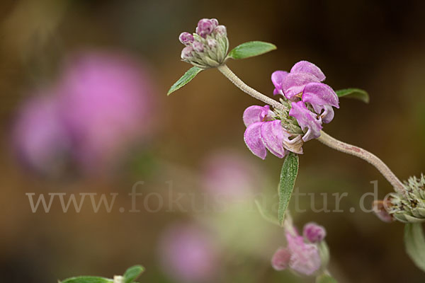 Violetter Brandsalbei (Phlomis purpurea)