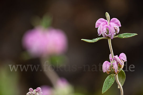 Violetter Brandsalbei (Phlomis purpurea)