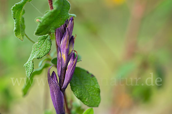 Violetter Dingel (Limodorum abortivum)