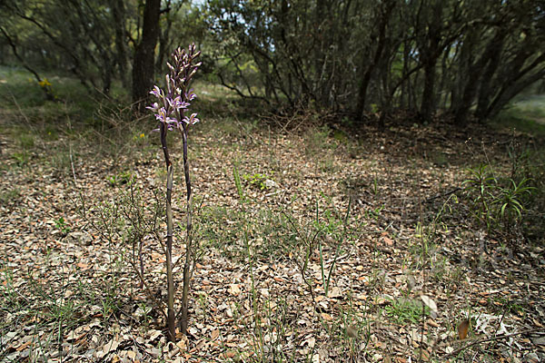 Violetter Dingel (Limodorum abortivum)