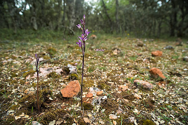 Violetter Dingel (Limodorum abortivum)