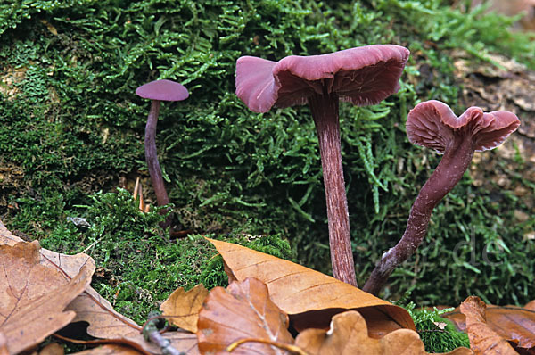 Violetter Lacktrichterling (Laccaria amethystea)