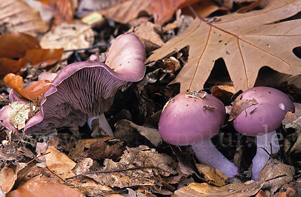 Violetter Rötelritterling (Lepista nuda)