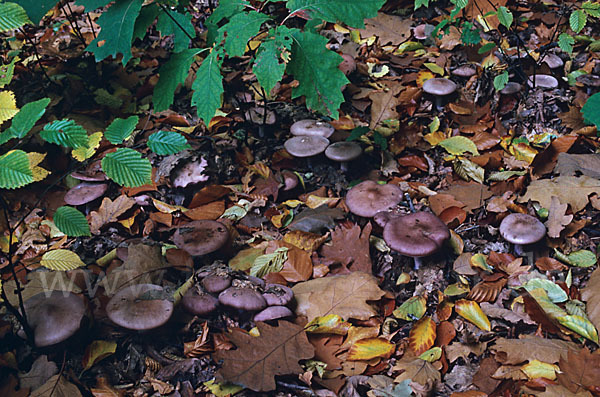 Violetter Rötelritterling (Lepista nuda)