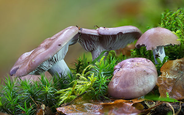 Violetter Rötelritterling (Lepista nuda)