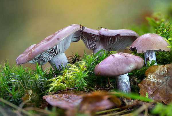 Violetter Rötelritterling (Lepista nuda)