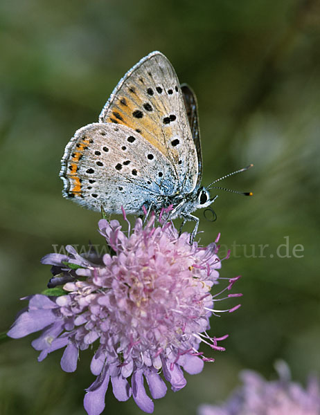 Violetter Silberfalter (Lycaena alciphron)