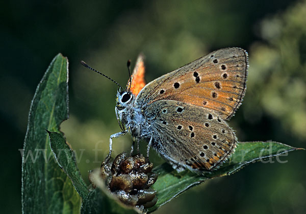 Violetter Silberfalter (Lycaena alciphron)