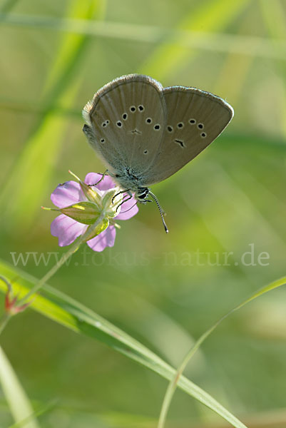 Violetter Waldbläuling (Polyommatus semiargus)