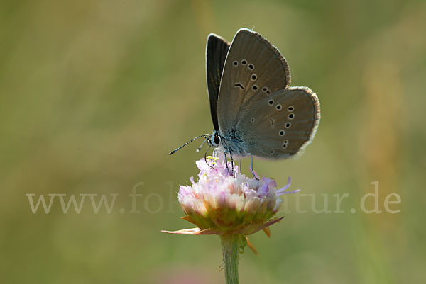 Violetter Waldbläuling (Polyommatus semiargus)