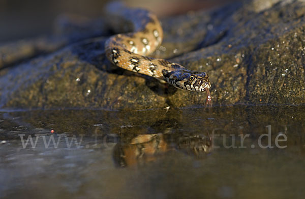 Vipernnatter (Natrix maura)