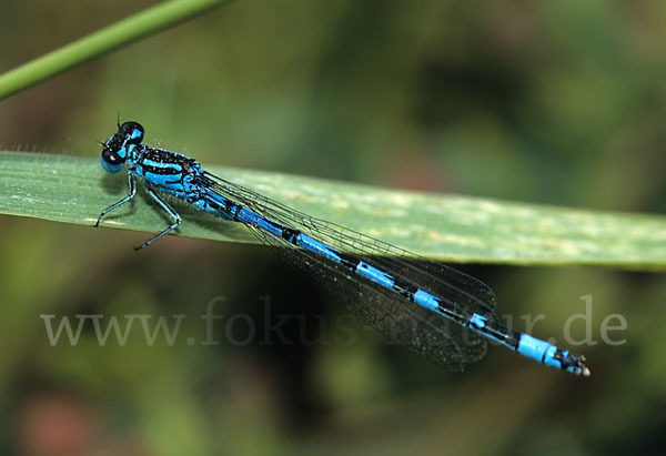 Vogel-Azurjungfer (Coenagrion ornatum)