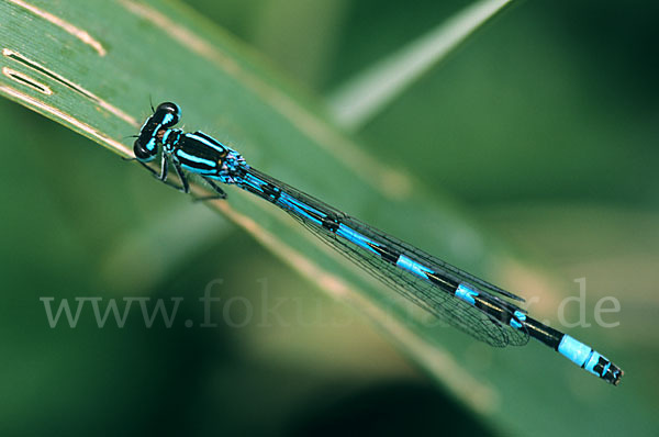 Vogel-Azurjungfer (Coenagrion ornatum)