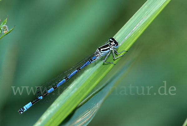 Vogel-Azurjungfer (Coenagrion ornatum)