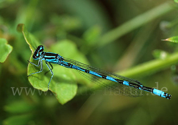 Vogel-Azurjungfer (Coenagrion ornatum)