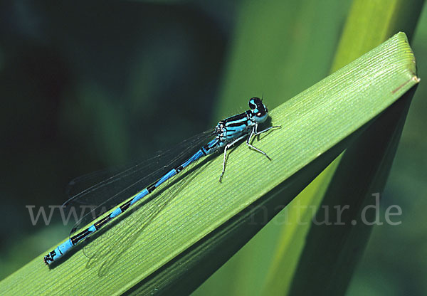 Vogel-Azurjungfer (Coenagrion ornatum)