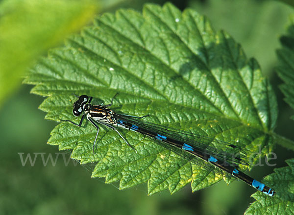 Vogel-Azurjungfer (Coenagrion ornatum)