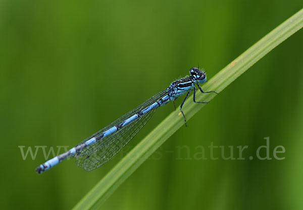 Vogel-Azurjungfer (Coenagrion ornatum)