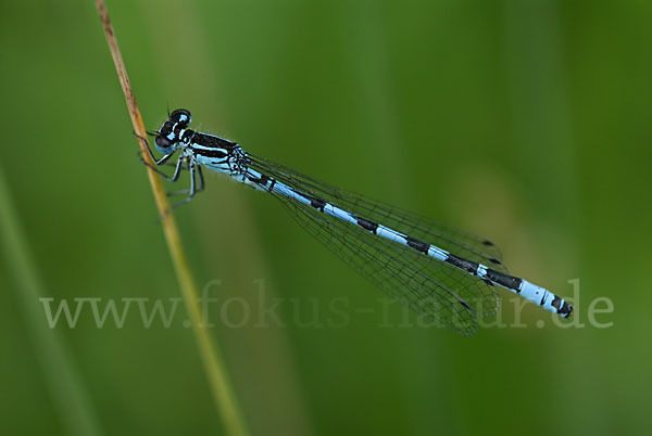 Vogel-Azurjungfer (Coenagrion ornatum)