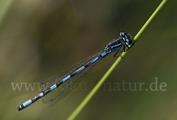 Vogel-Azurjungfer (Coenagrion ornatum)