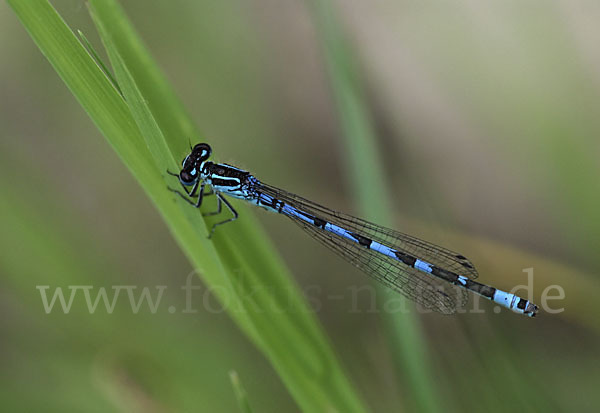 Vogel-Azurjungfer (Coenagrion ornatum)