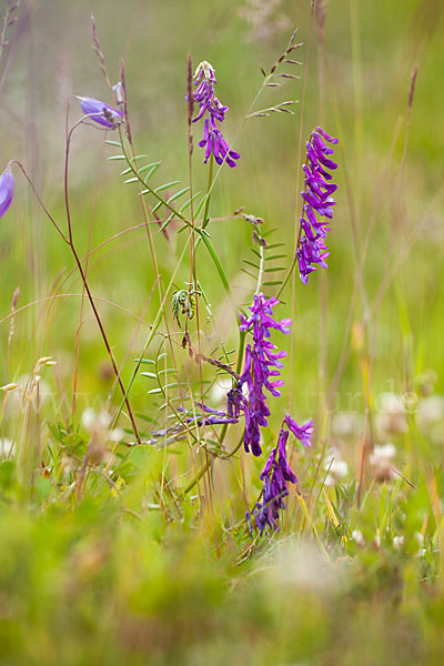 Vogel-Wicke (Vicia cracca)