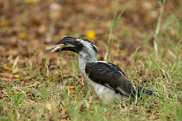 Von-der-Decken-Toko (Tockus deckeni)