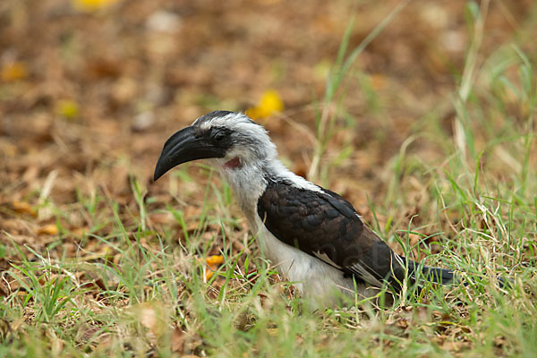 Von-der-Decken-Toko (Tockus deckeni)