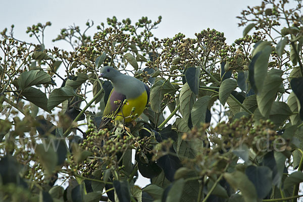 Waaliataube (Treron waalia)