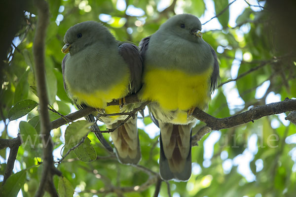 Waaliataube (Treron waalia)