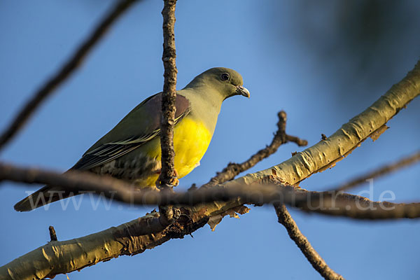 Waaliataube (Treron waalia)