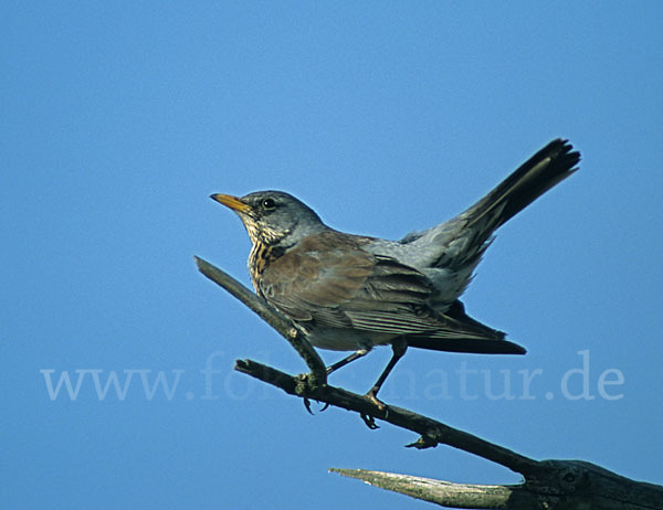 Wacholderdrossel (Turdus pilaris)