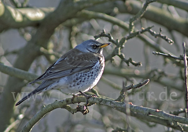 Wacholderdrossel (Turdus pilaris)