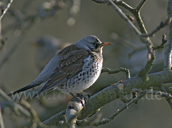 Wacholderdrossel (Turdus pilaris)