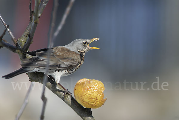 Wacholderdrossel (Turdus pilaris)