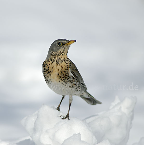 Wacholderdrossel (Turdus pilaris)