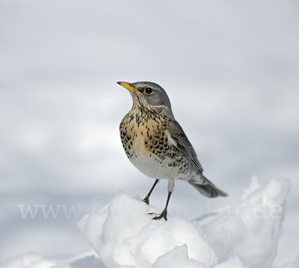 Wacholderdrossel (Turdus pilaris)