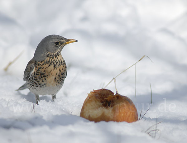 Wacholderdrossel (Turdus pilaris)