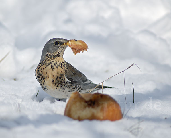 Wacholderdrossel (Turdus pilaris)